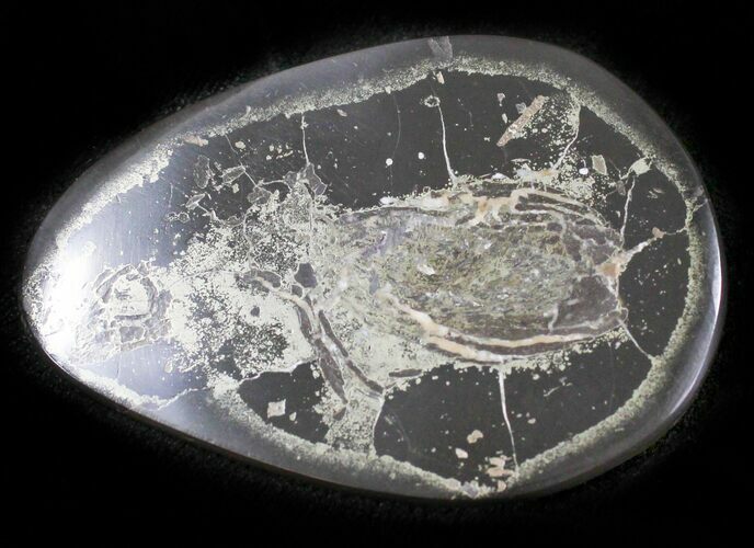 Polished Fish Coprolite (Fossil Poo) - Scotland #24528